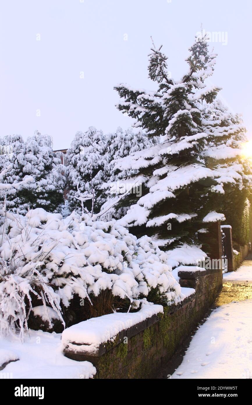 Snow covered conifer tree in vertical format Stock Photo