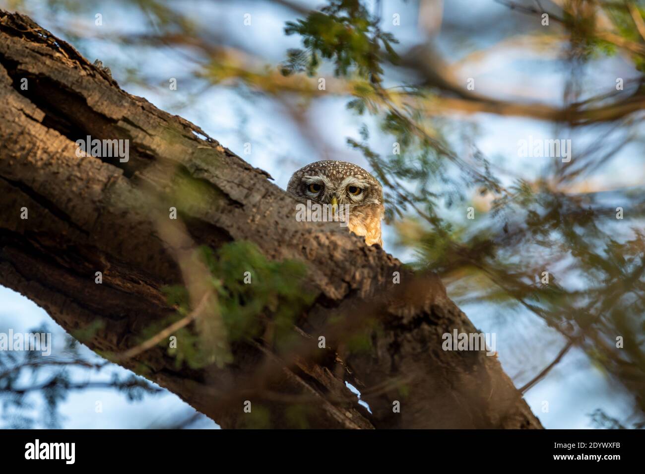 spotted owl or owlet or Athene brama with eye contact at forest of central india Stock Photo