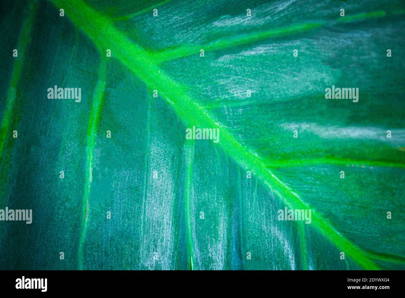 Green leaf tree nature background Stock Photo Alamy
