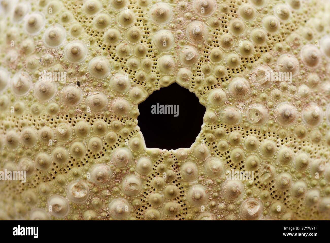 sea urchin shell Stock Photo - Alamy