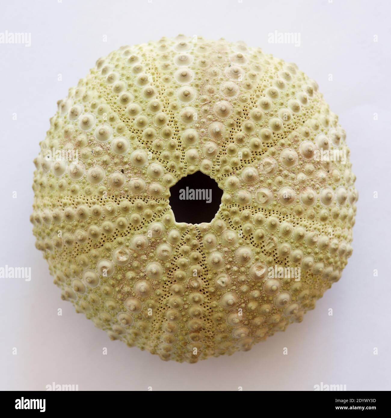sea urchin shell Stock Photo - Alamy