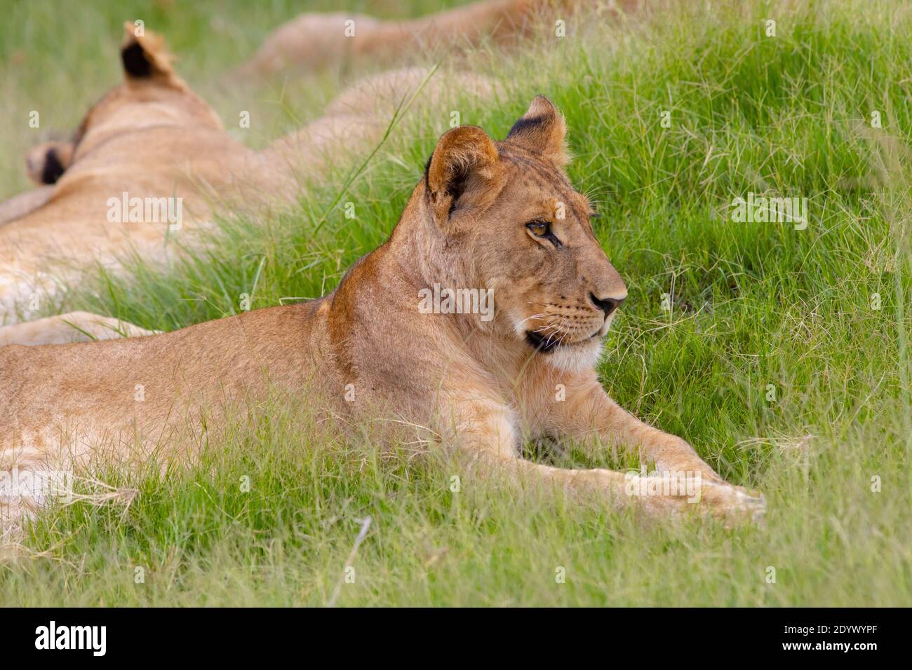 Young, still immature, African Lioness (Panthera leo), contented, relaxed after feeding, amongst other pride members. Comparative large sized ears ind Stock Photo