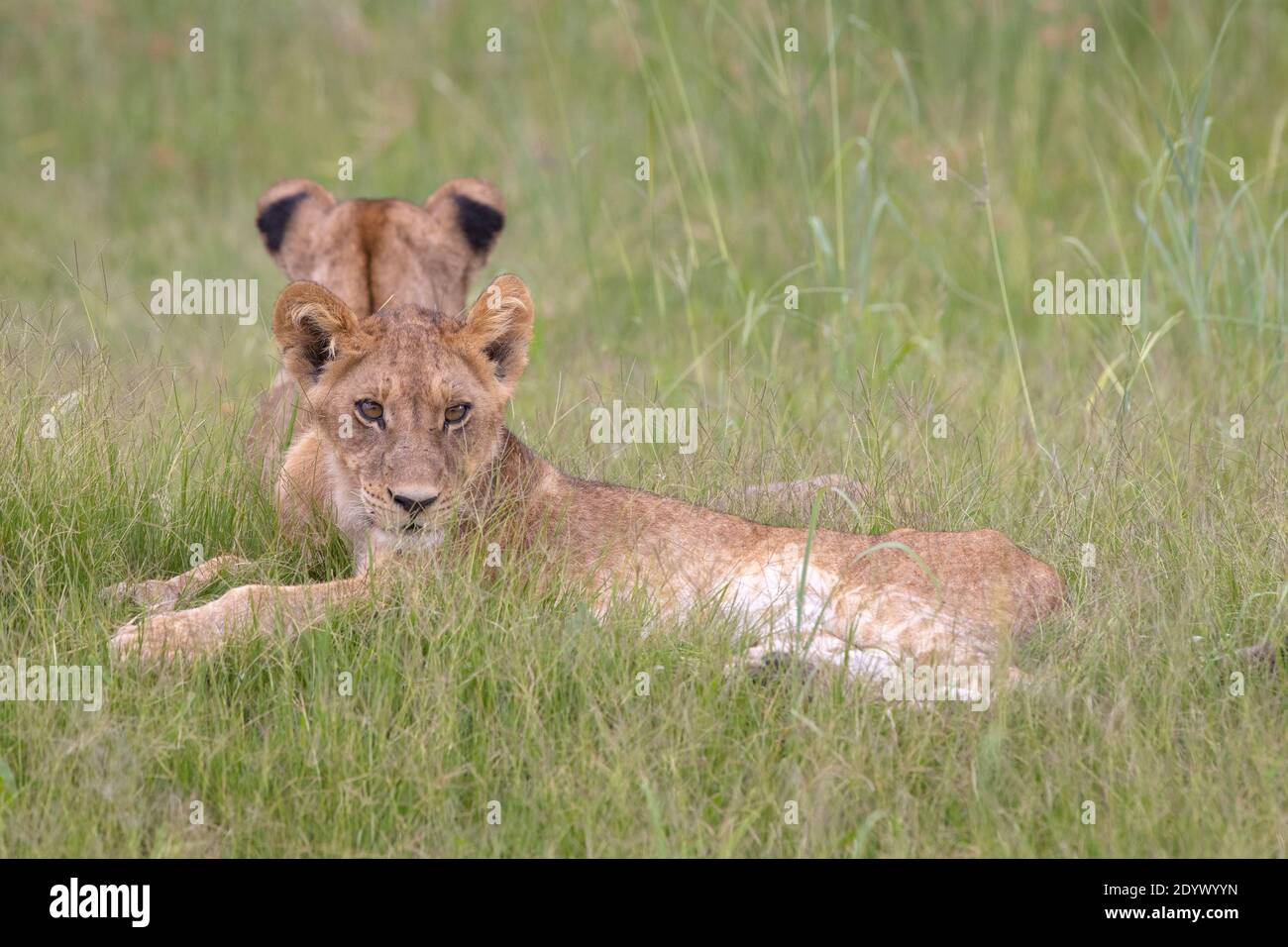 African Lions (Panthera leo). Sibling growing cubs, lying back to back. Large ears compared with an adult, and residual coat, pelage, spotting makings Stock Photo