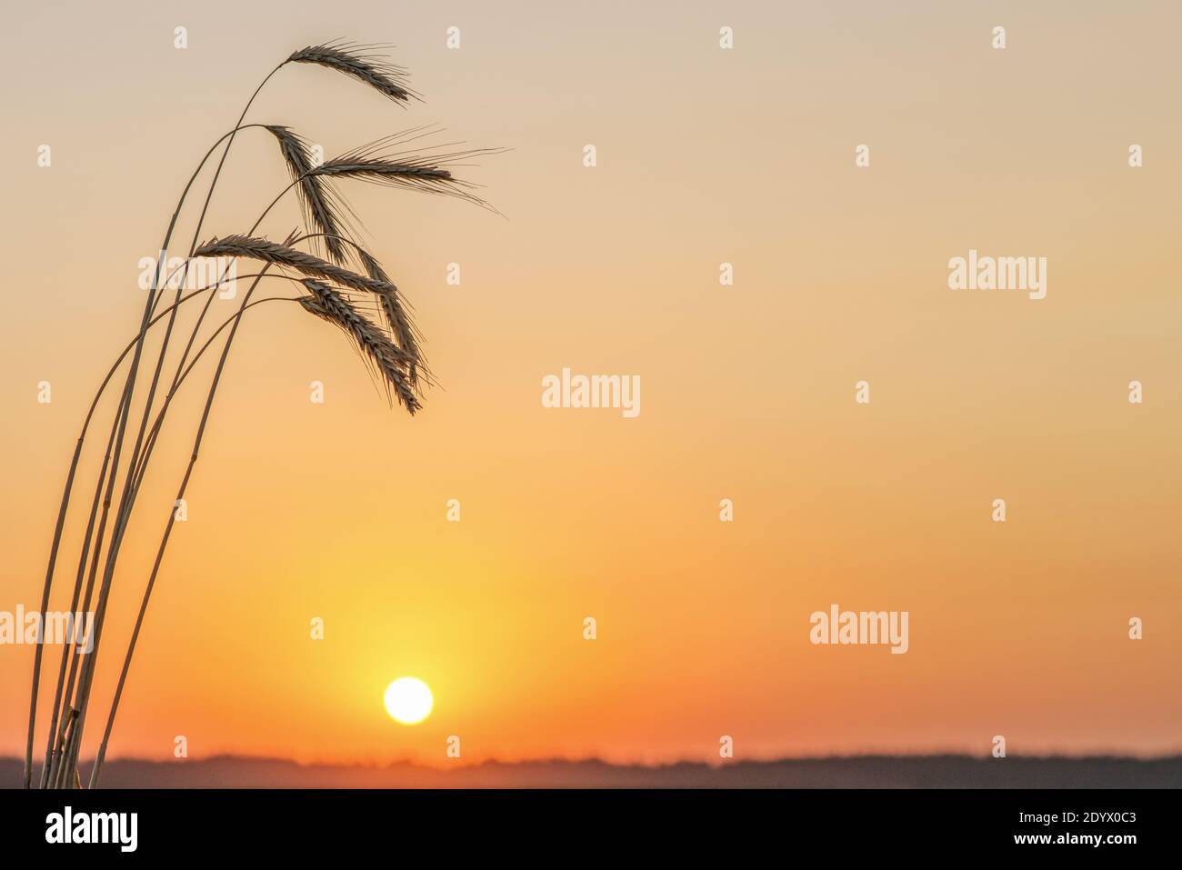Spikelets of wheat in a field at sunrise. Stock Photo