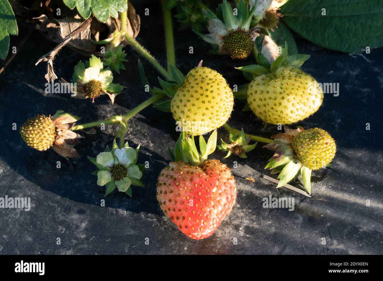 Strawberry field in November. There are still almost ripe berries on ...