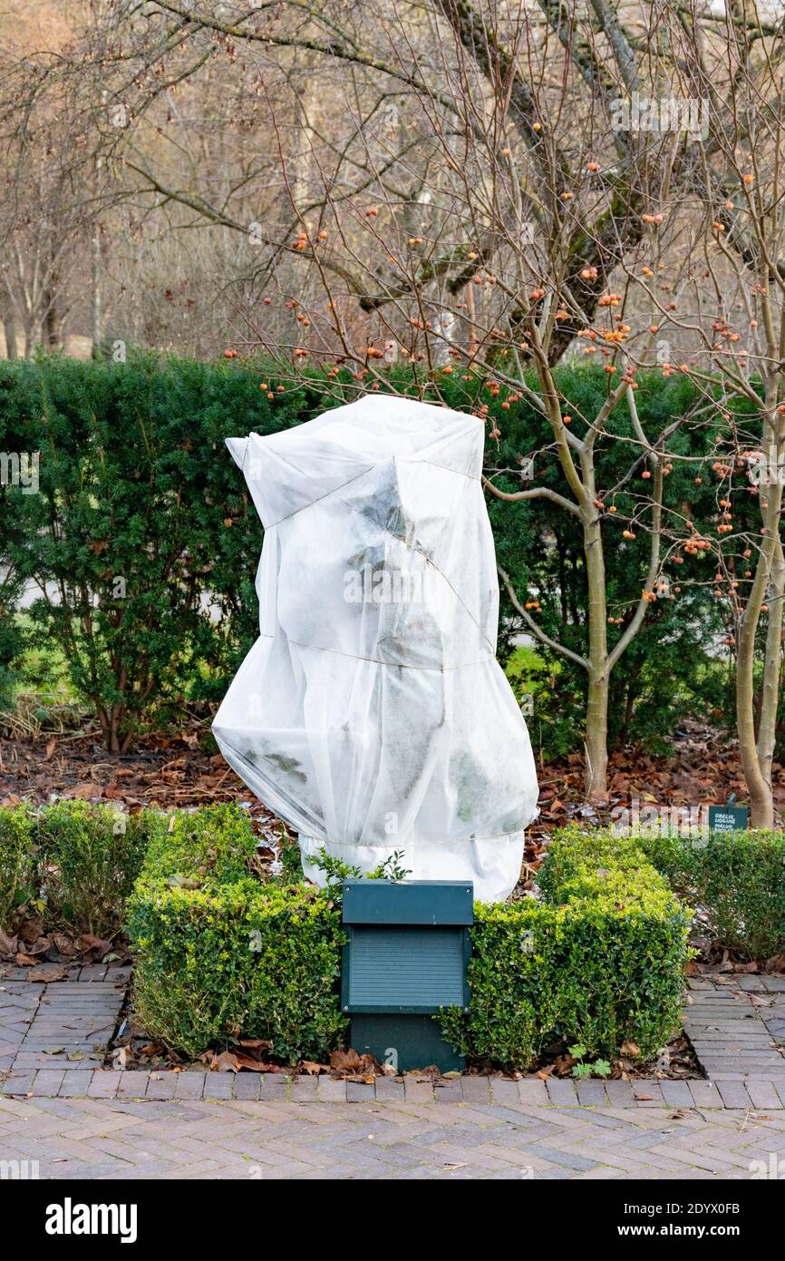 Plants and trees in a park or garden covered with blanket swath of burlap frost protection bags or roll of fabric to protect them from frost freeze Stock Photo Alamy