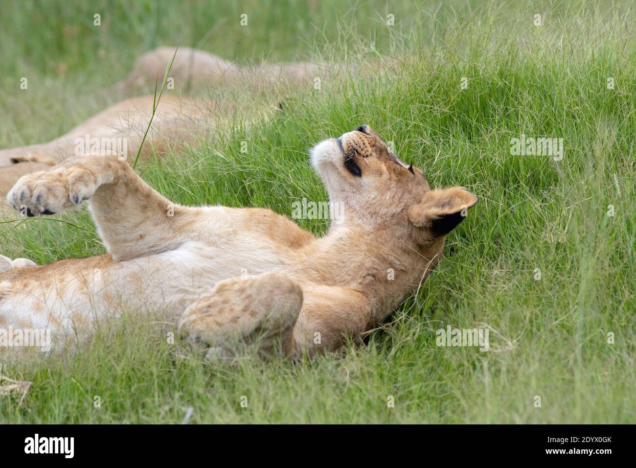 African Lion (Panthera leo). Reclining, relaxed  immature, juvenile, lying on flank, amongst grassland vegetation. Dark spots on the paws suggestive o Stock Photo