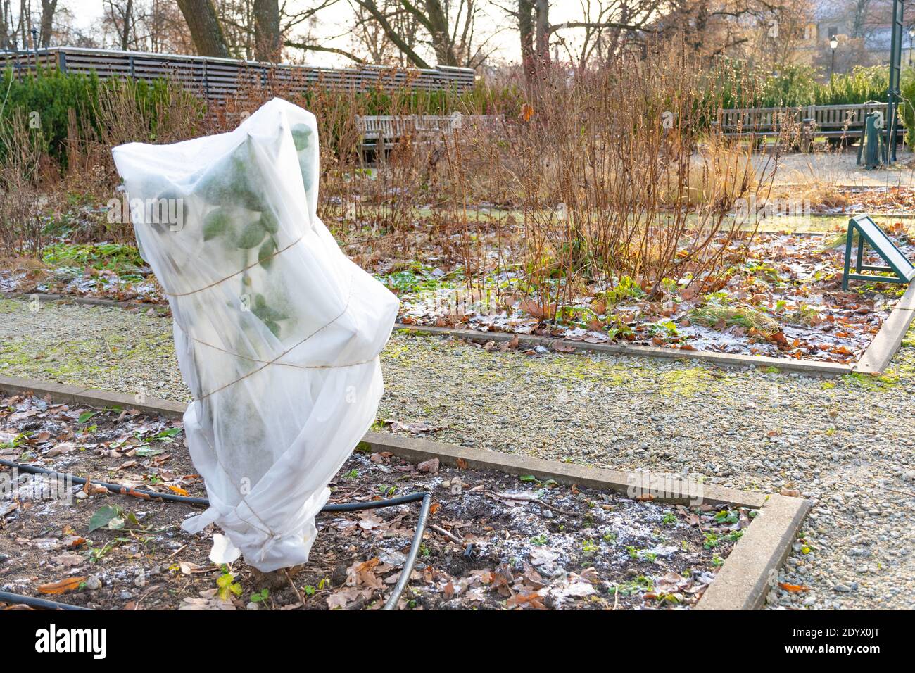 Plants and trees in a park or garden covered with blanket, swath of burlap, frost protection bags or roll of fabric to protect them from frost, freeze Stock Photo