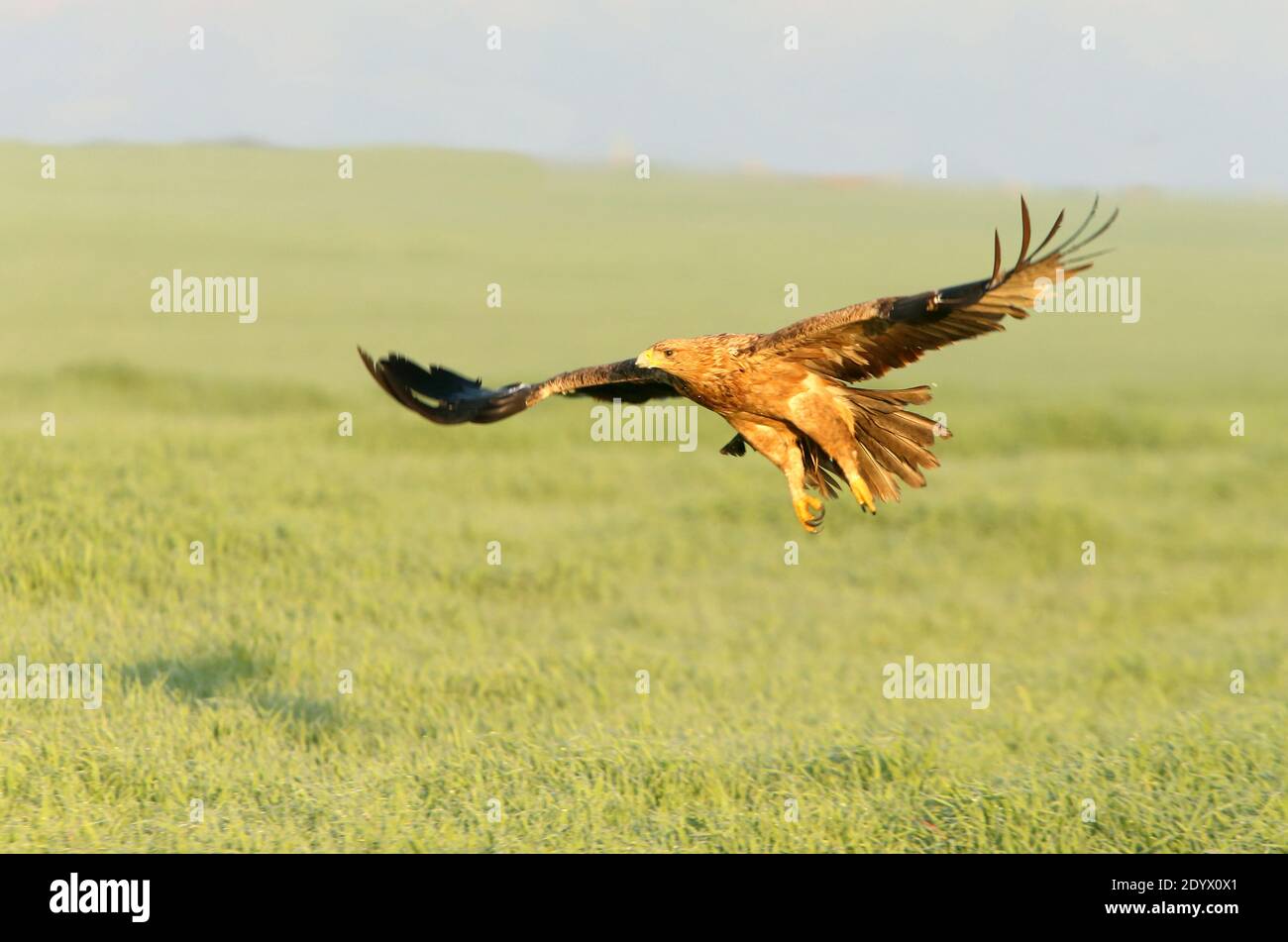 Spanish Imperial Eagle two year old female flying at first morning lights on a cold winter day Stock Photo