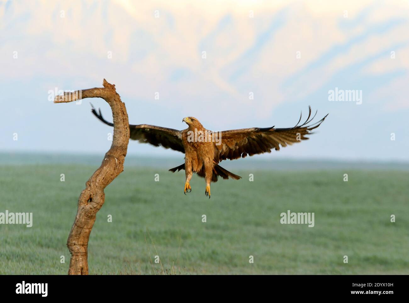 Spanish Imperial Eagle two year old female flying at first morning lights on a cold winter day Stock Photo