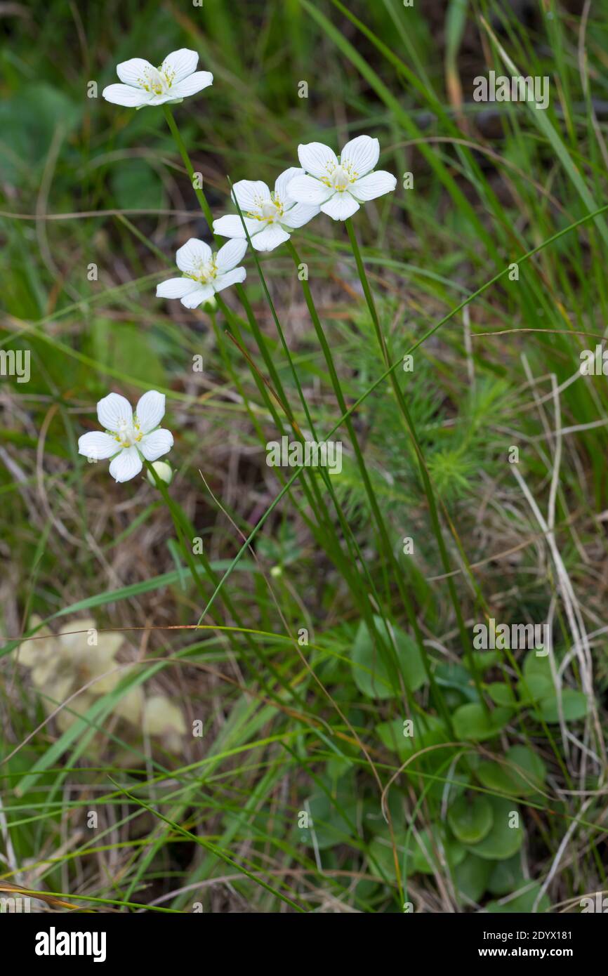 Sumpf-Herzblatt, Sumpfherzblatt, Herzblatt, Parnassia palustris, Grass of Parnassus, Parnassie des marais Stock Photo