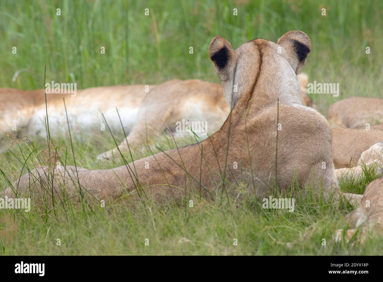 African Lion (Panthera leo). Reclining lioness, facing away, showing dark vertebral stripe originating from back of head, dark patches back of ears. Stock Photo