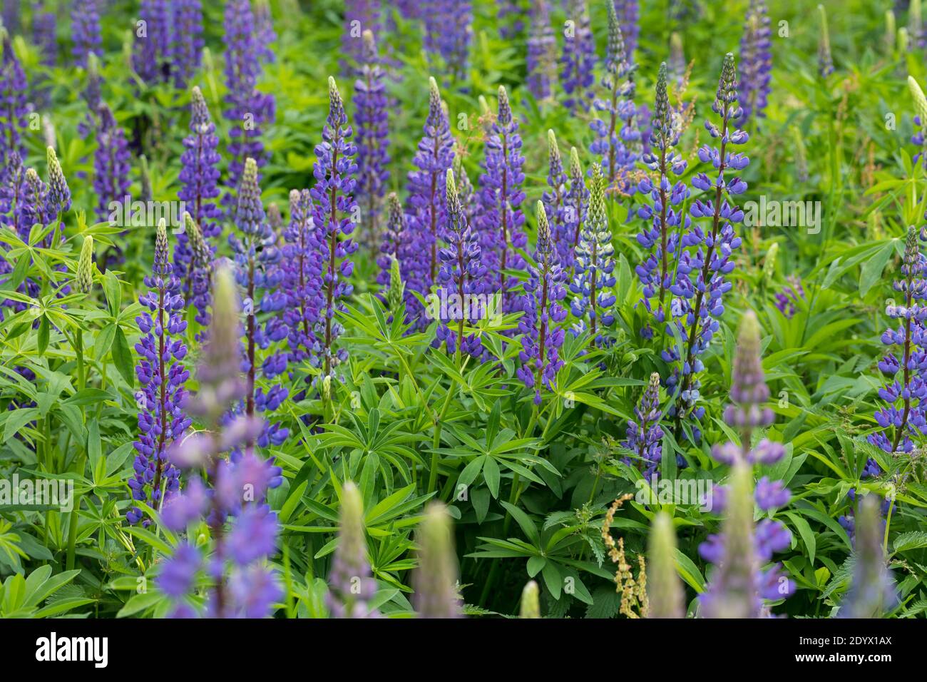 Vielblättrige Lupine, Stauden-Lupine, Staudenlupine, Lupine, Lupinen, Lupinus polyphyllus, Large-leaved Lupine, Lupine, Big-leaved Lupine, Garden Lupi Stock Photo