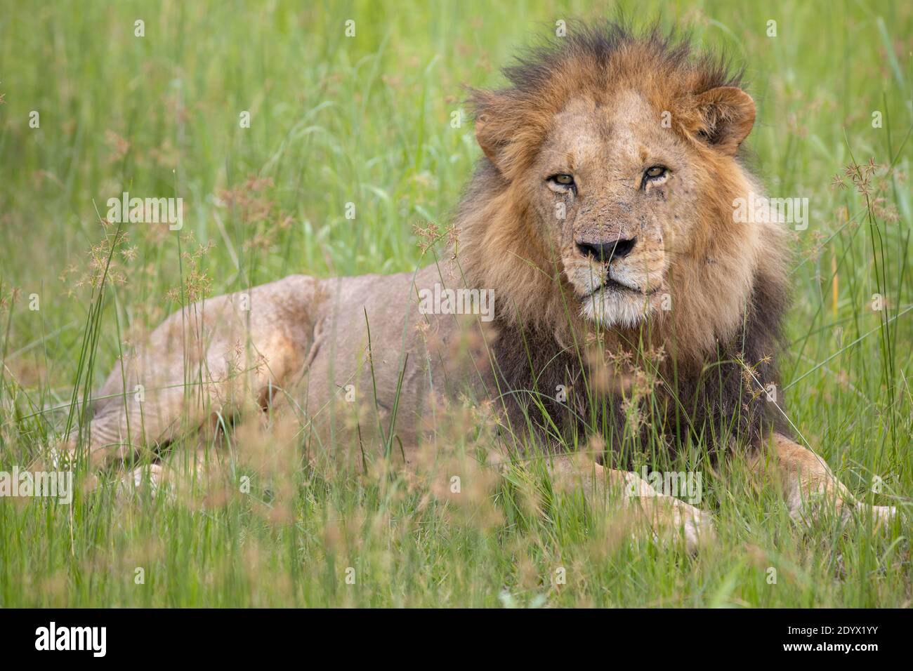 African Lion (Panthera leo). Reclining adult male, lying amongst grassland vegetation. Green colour of the grass indicative of the wet season.Botswana Stock Photo
