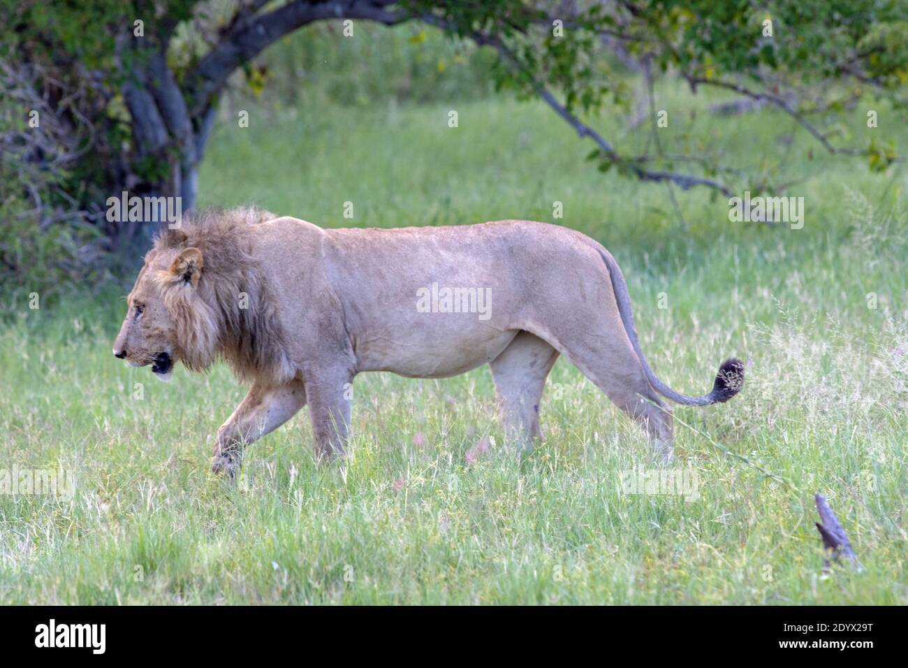 African Lion (Panthera leo). Profile of an Adult male, walking amongst grassland vegetation. Bulging belly indicative of having a recent meal. Green c Stock Photo