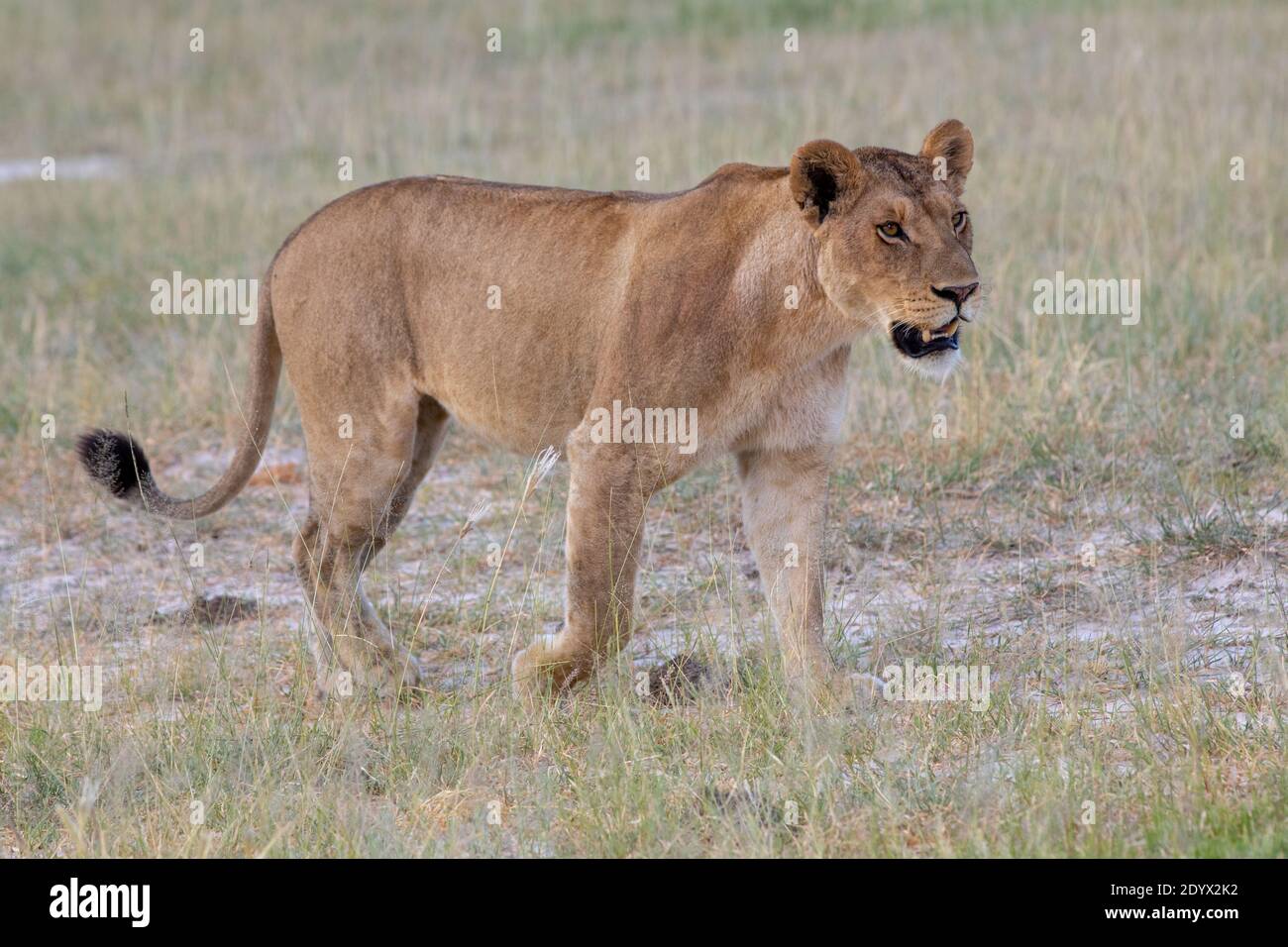 African Lioness (Panthera leo). In peak of, near perfect, physical condition, towards the end of the rainy season. Botswana. February. Stock Photo