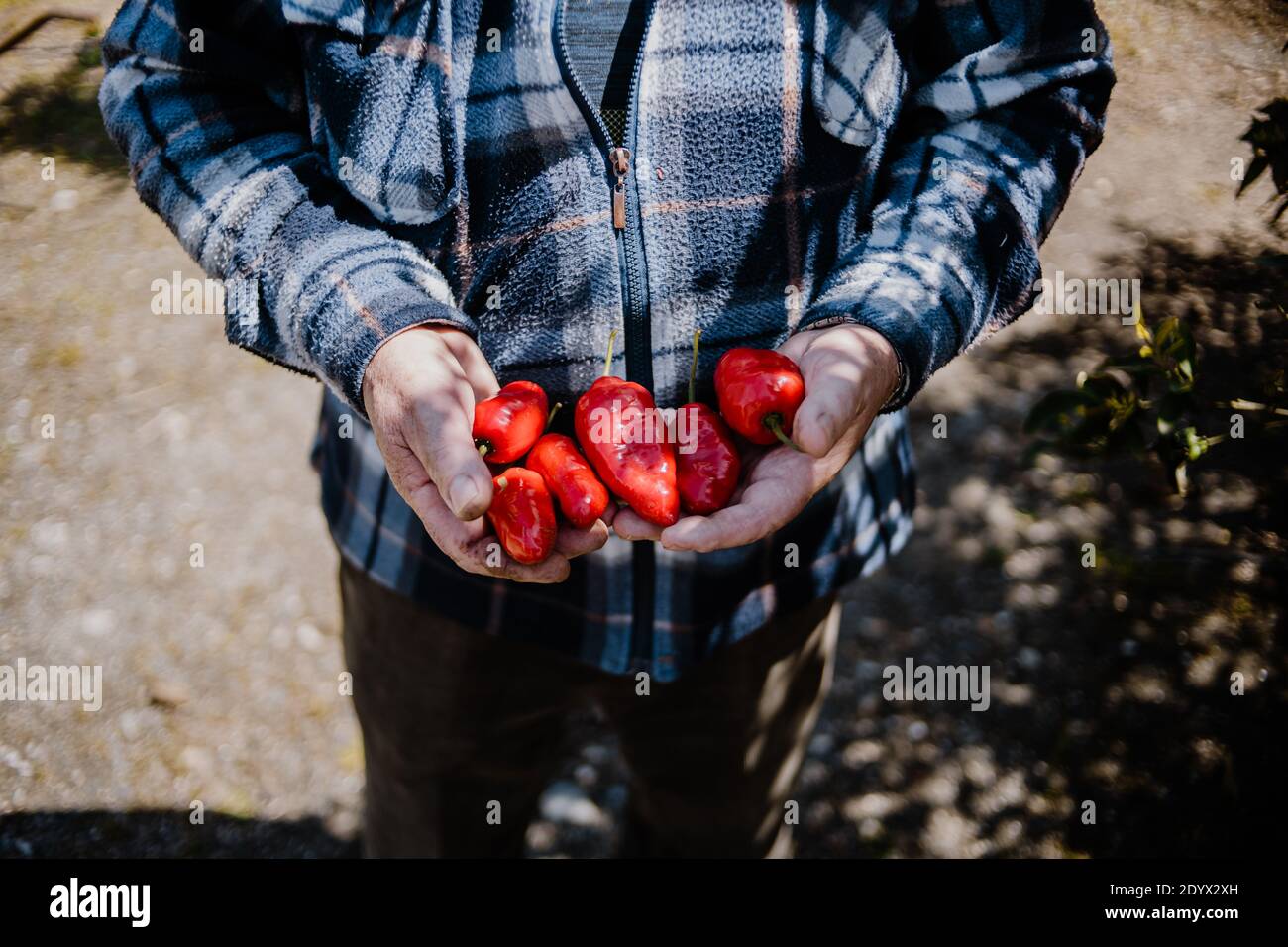 Eldery farmer man hands holding a bunch of Rocoto chili pepper Stock Photo