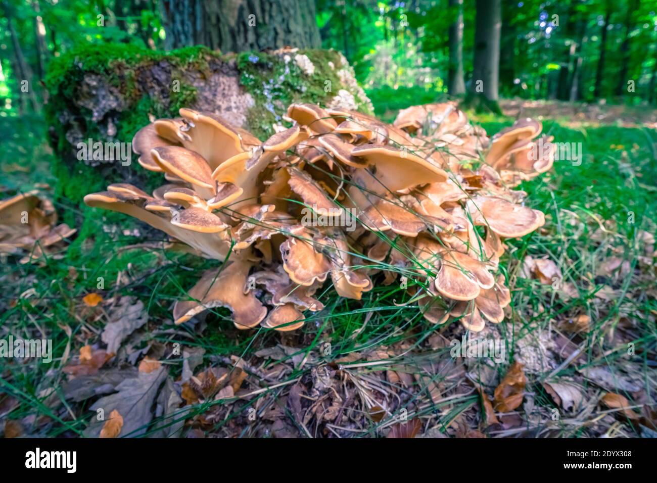 Mushrooms an Tree stump in a Forest Stock Photo - Alamy