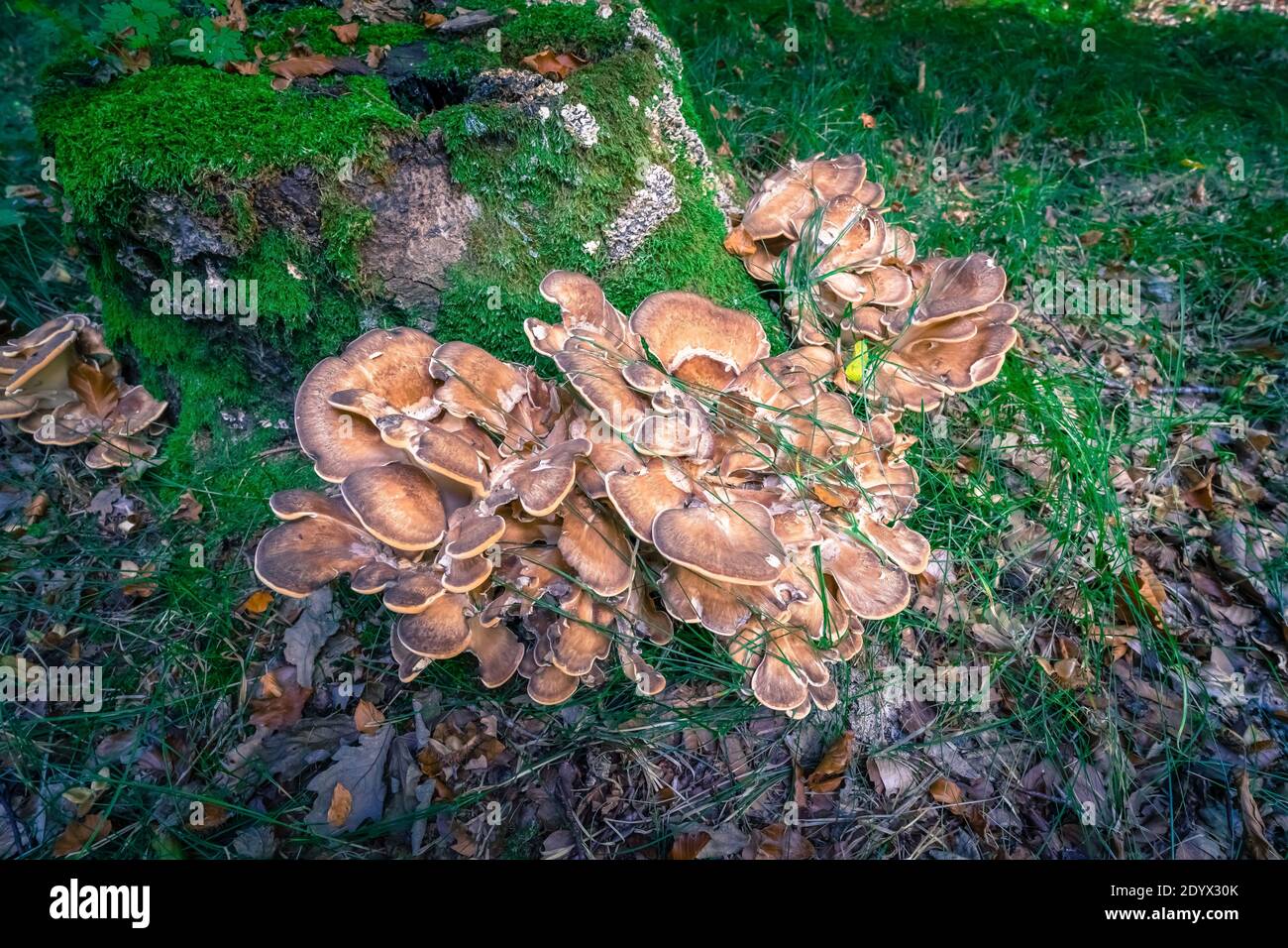 Mushrooms an Tree stump in a Forest Stock Photo - Alamy