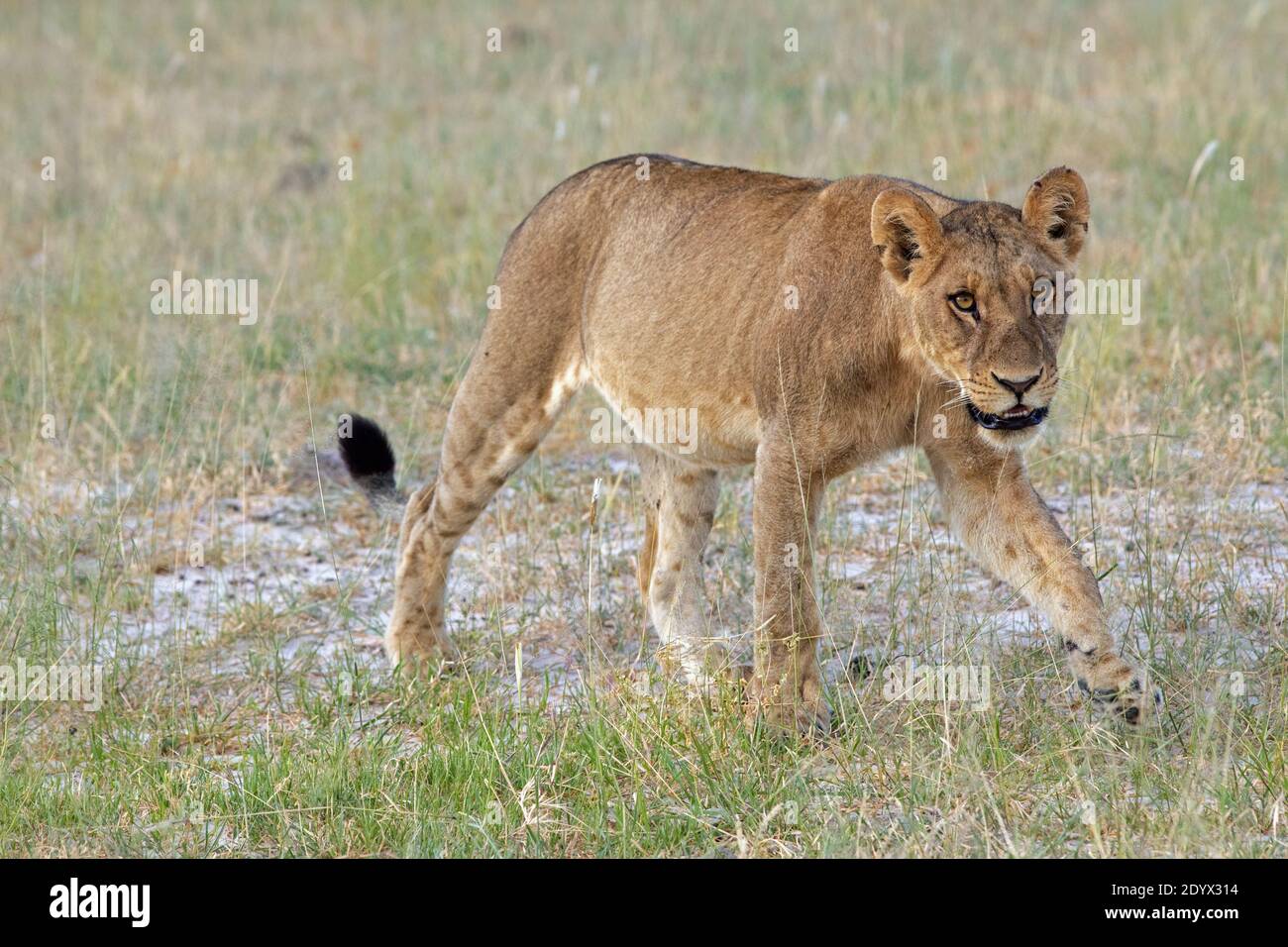 African Lion , Lioness, Panthera leo). Bloated, full belly, stomach, filled with recently ingested meal of a pride caught prey animal,  and having cle Stock Photo