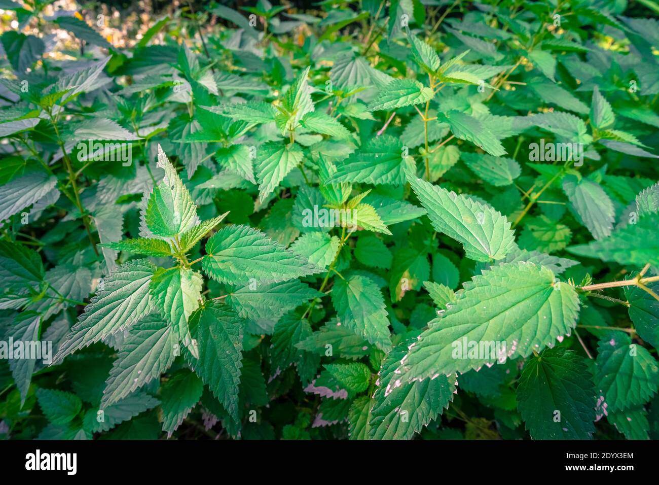 Nettle rash hires stock photography and images Alamy