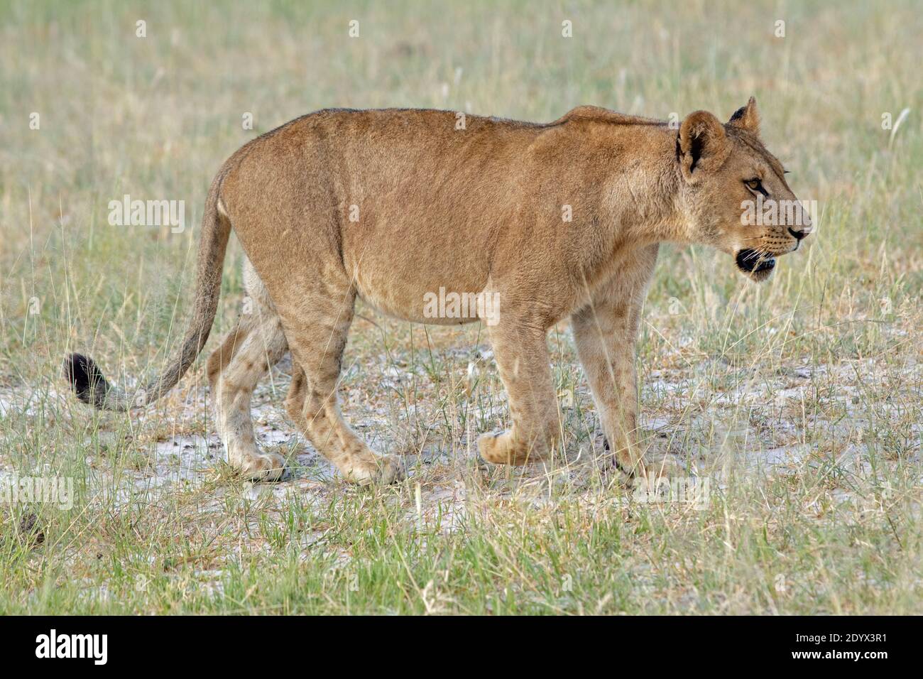 African Lioness (Panthera leo). Profile, side view, walking. Recently consumed and eaten from a kill and now retiring seeking cover and will digest. Stock Photo