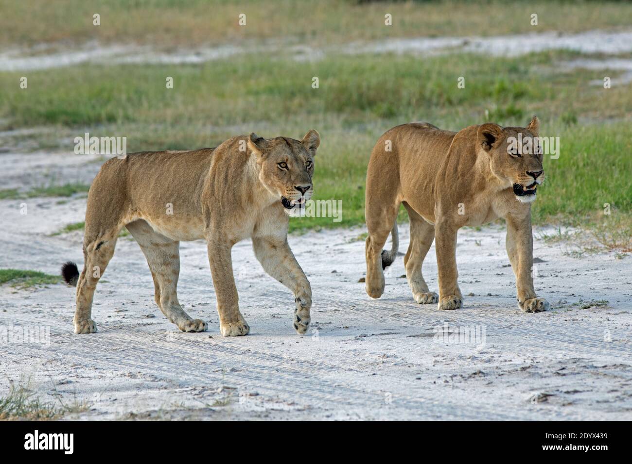 African Lionesses (Panthera leo). Two animals walking side by side, along vehicle tracks on sandy pathway. Confident, unafraid of safari vehicle traff Stock Photo
