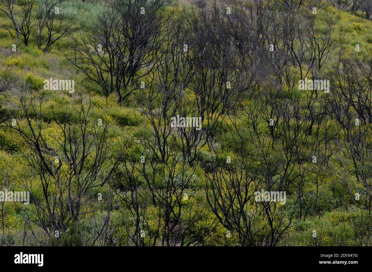 Myrica-Erica shrub forest burned in the Garajonay National Park. La Gomera. Canary Islands. Spain. Stock Photo