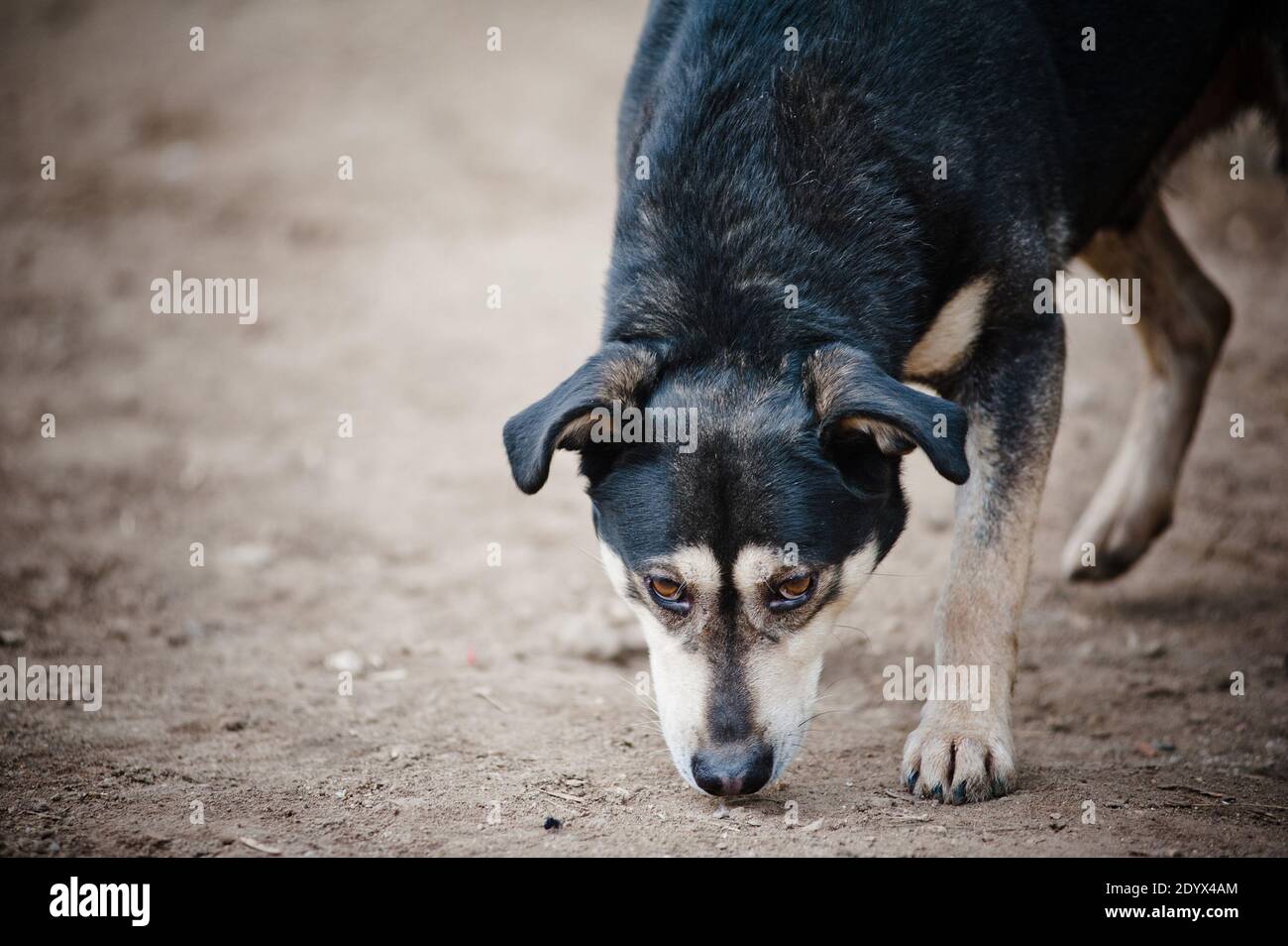 cute homeless dog outdoors Stock Photo