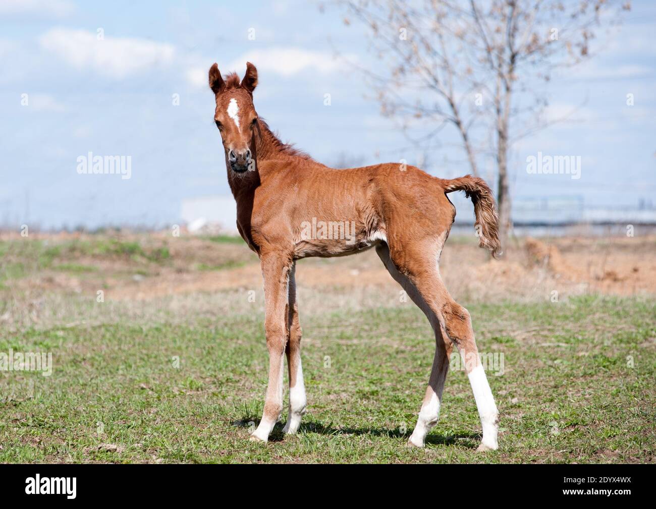 arabian foal in spring time standing in the field Stock Photo