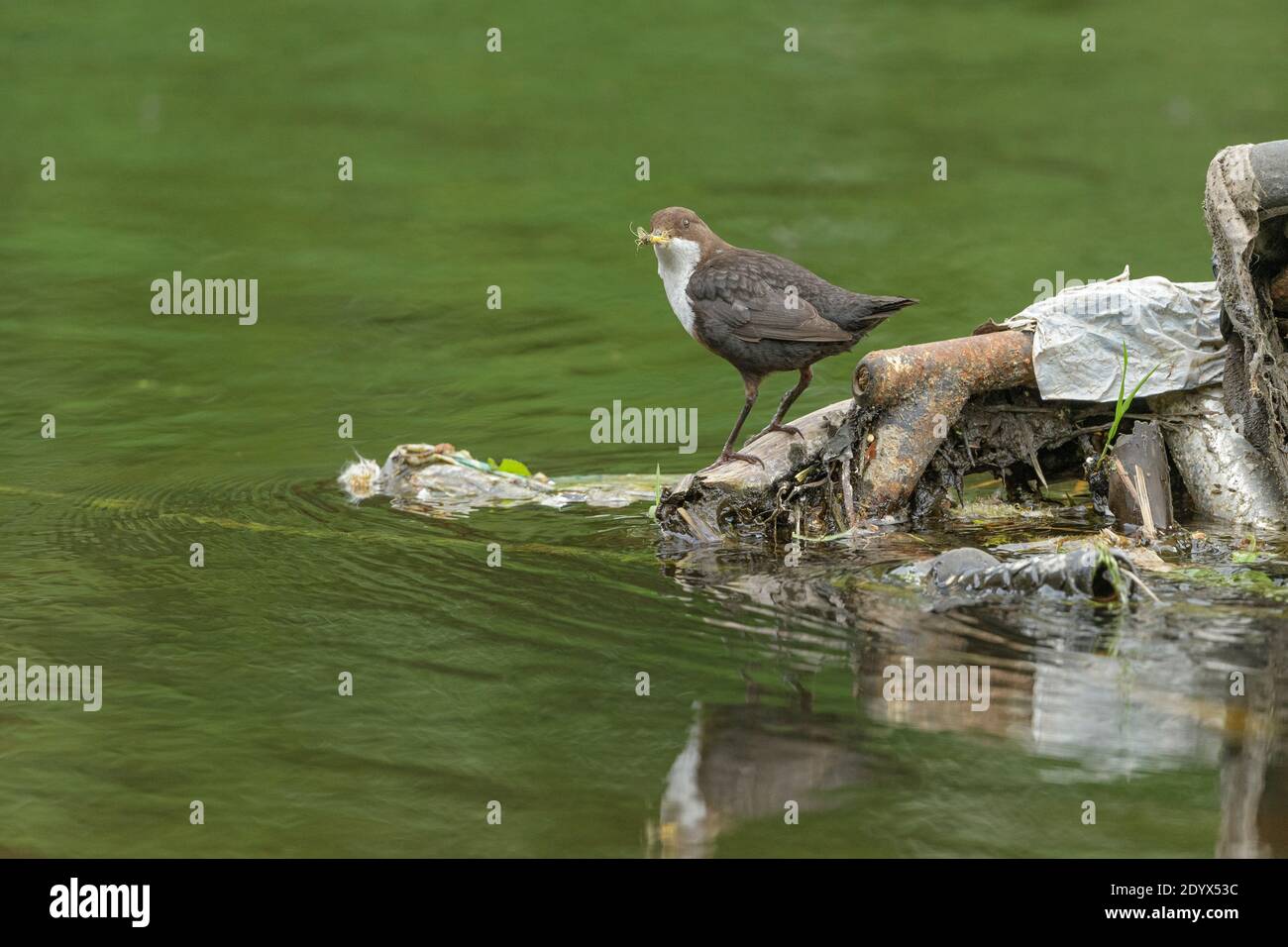 Dipper (Cinclus cinclus) with mayflies for chicks, River Mersey, Greater Manchester.  A team from Manchester University reported that the rivers flowi Stock Photo