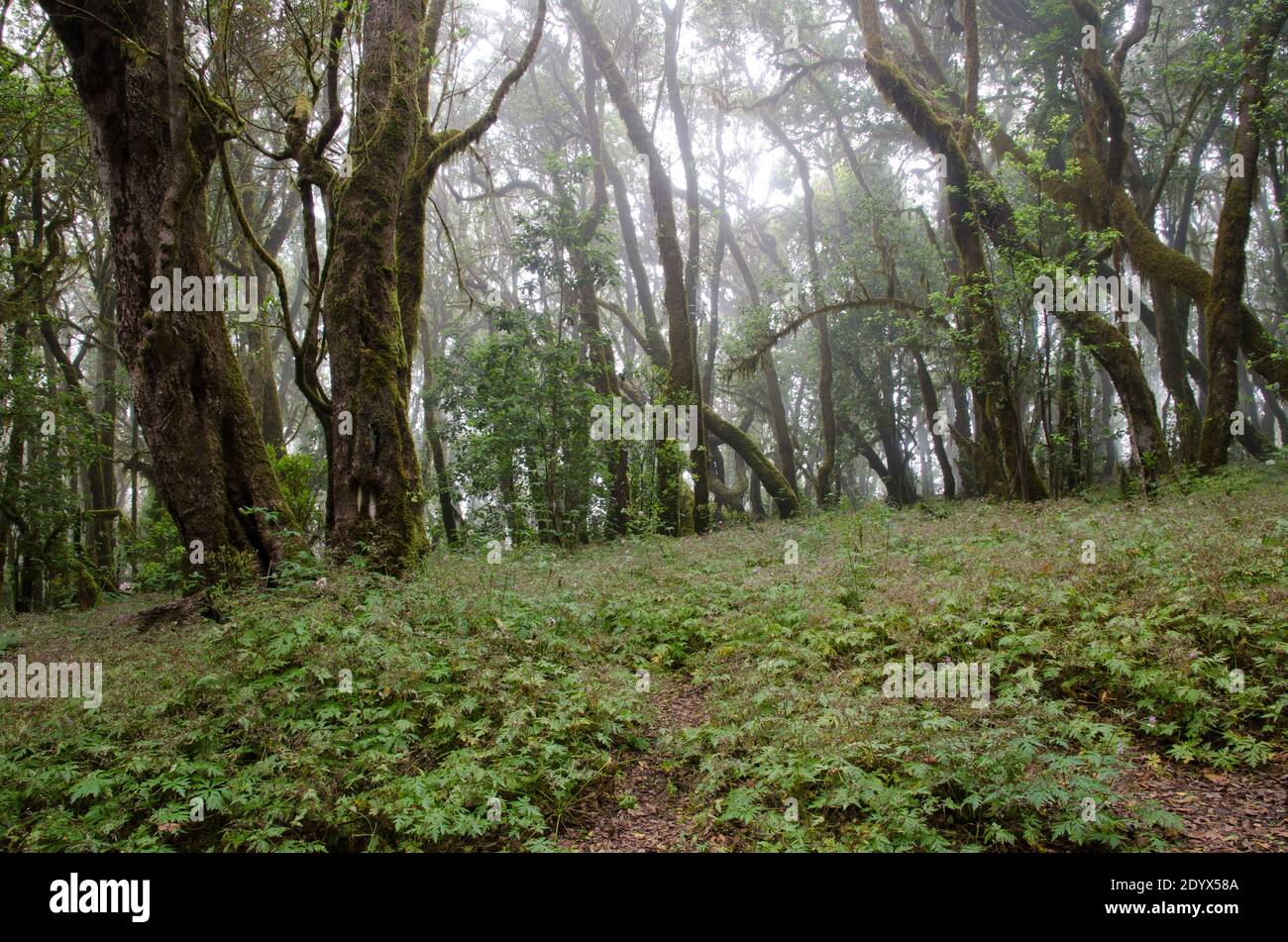 Laurel forest in the Garajonay National Park. Raso de La Bruma. La Gomera. Canary Islands. Spain. Stock Photo