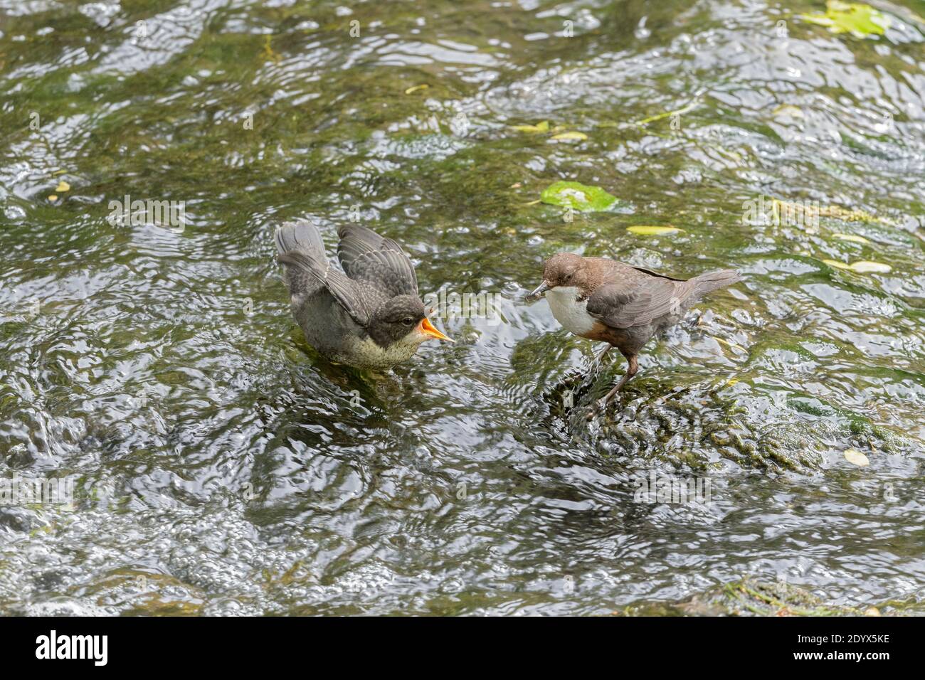 Dipper (Cinclus cinclus) adult feeding chick, River Mersey, Greater Manchester.  A team from Manchester University reported that the rivers flowing th Stock Photo