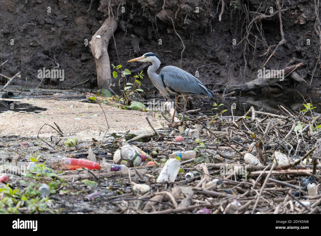 Grey heron (Ardea cinerea) with plastic rubbish. Reddish Vale Country Park, Greater Manchester. Stock Photo