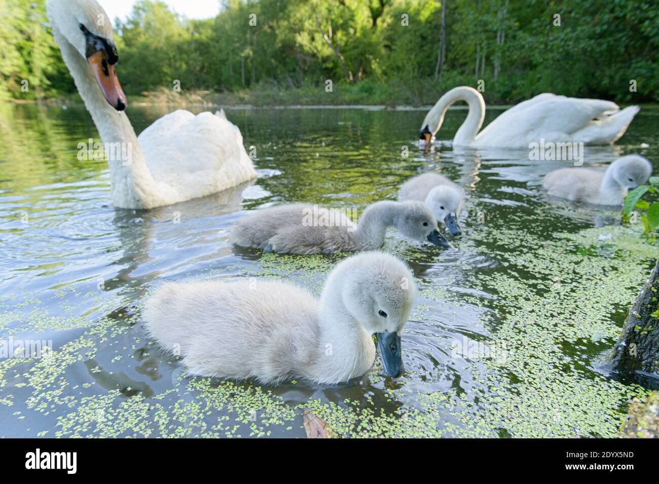 Mute swan (Cygnus olor), Reddish Vale Country Park, Greater Manchester, UK . Family with cygnets Stock Photo