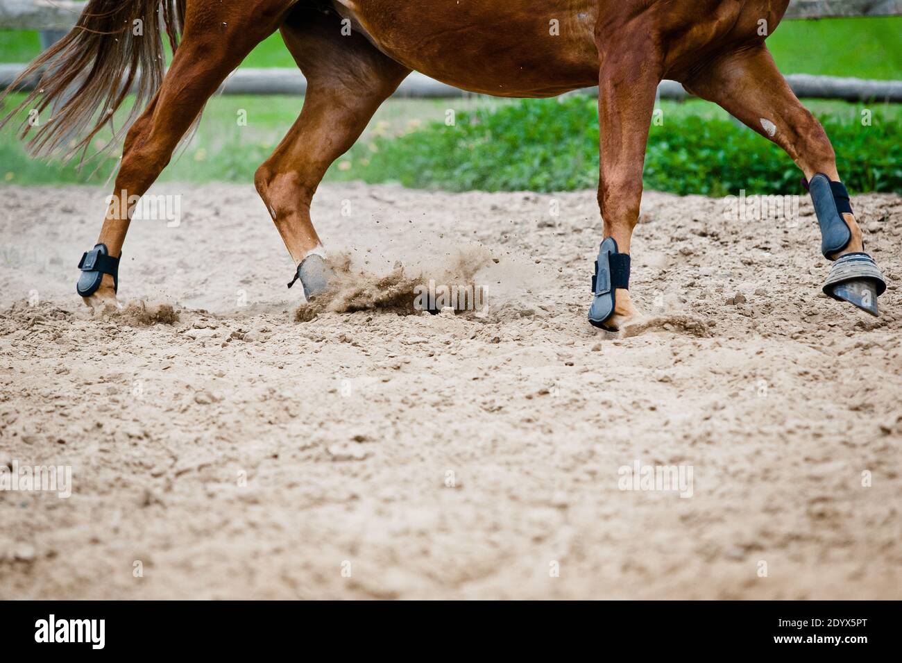 horse galloping in paddock Stock Photo
