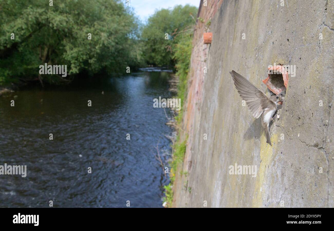 Sand martins (Riparia riparia) nesting in old drainage pipes along River Mersey retaining walls. Greater Manchester, UK. Adult feeding chicks Stock Photo