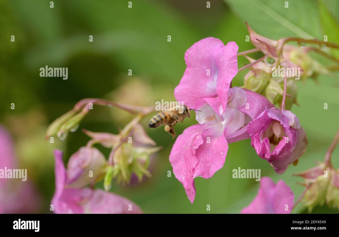 Honey bee  (Apis mellifera) collecting pollen from Himalayan balsam (Impatiens glandulifera) on River Tame floodplain, Reddish Vale, Greater Mancheste Stock Photo