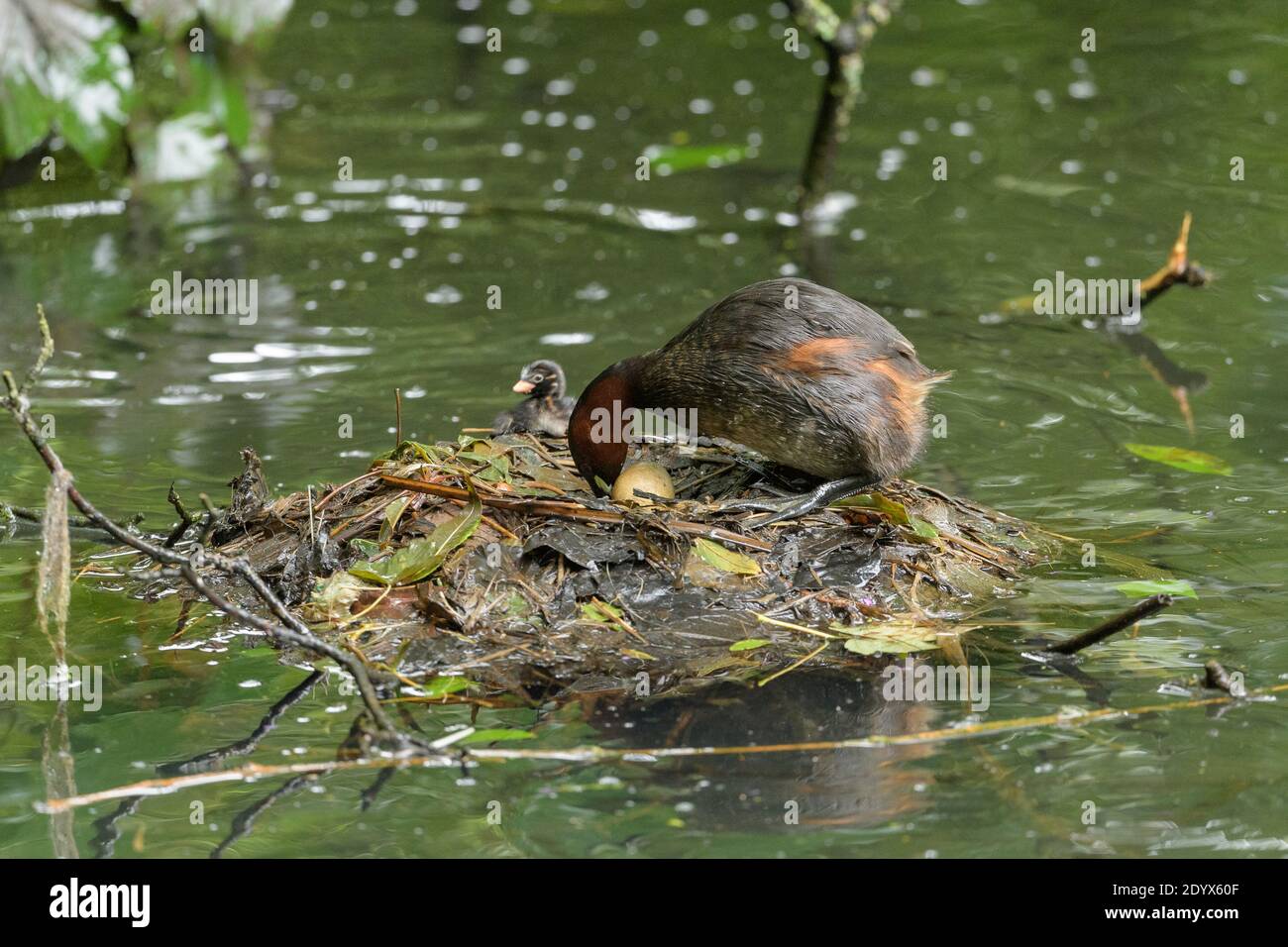 Little grebe (Tachybaptus ruficollis). Adult with chick turning egg on nest. Reddish Vale Country Park, Greater Manchester Stock Photo