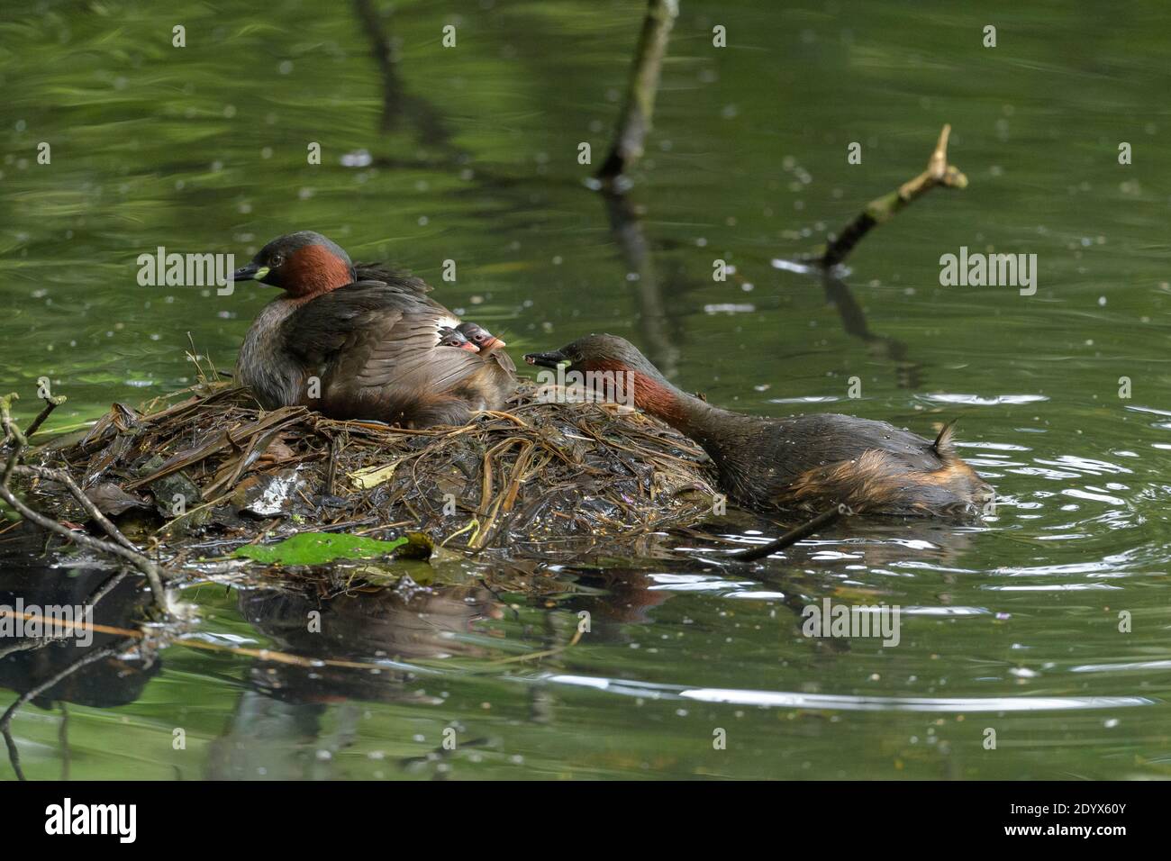 Little grebe (Tachybaptus ruficollis). Adults feeding chick on nest. Reddish Vale Country Park, Greater Manchester Stock Photo