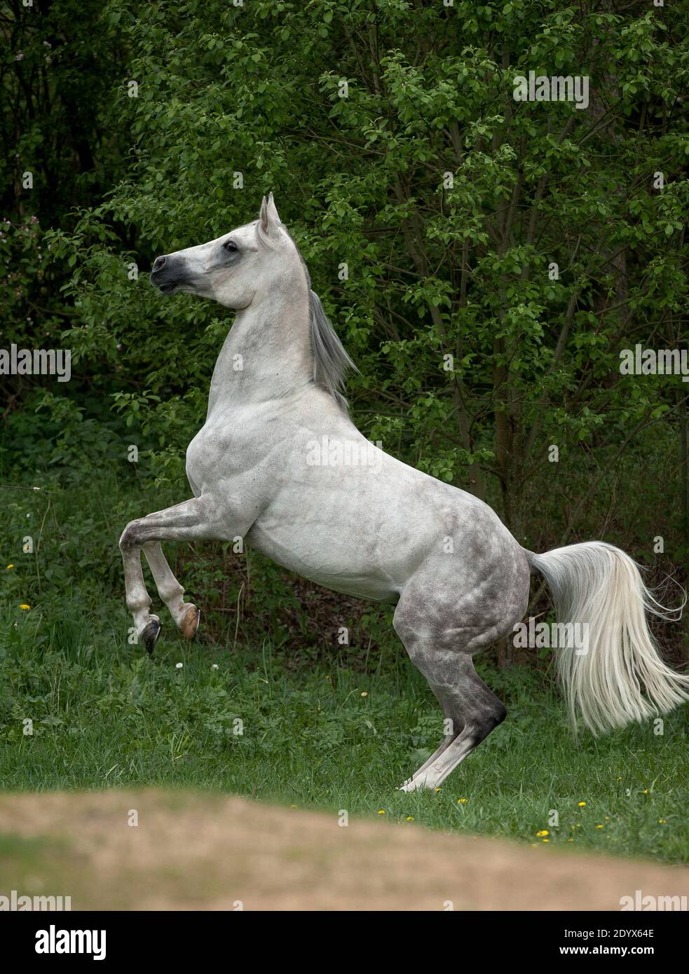 dapple gray arabian stallion rearing on nature Stock Photo