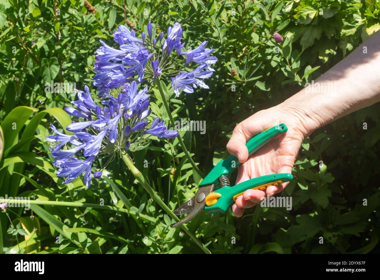 To cut an agapanthus flower in a garden during summer Stock Photo Alamy