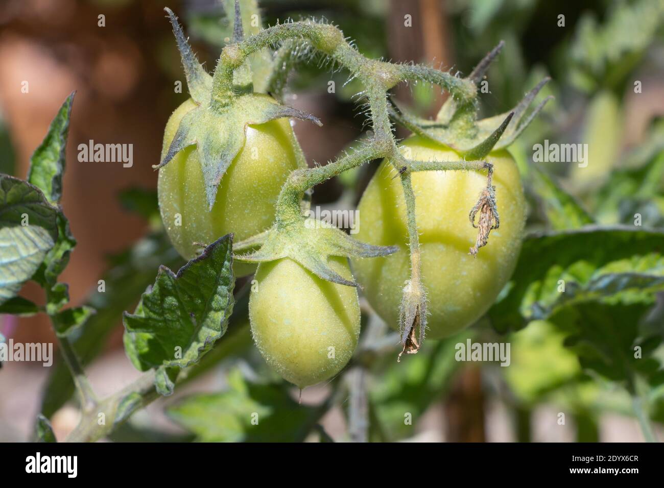Tomatoes growing in a vegetable garden during summer Stock Photo - Alamy