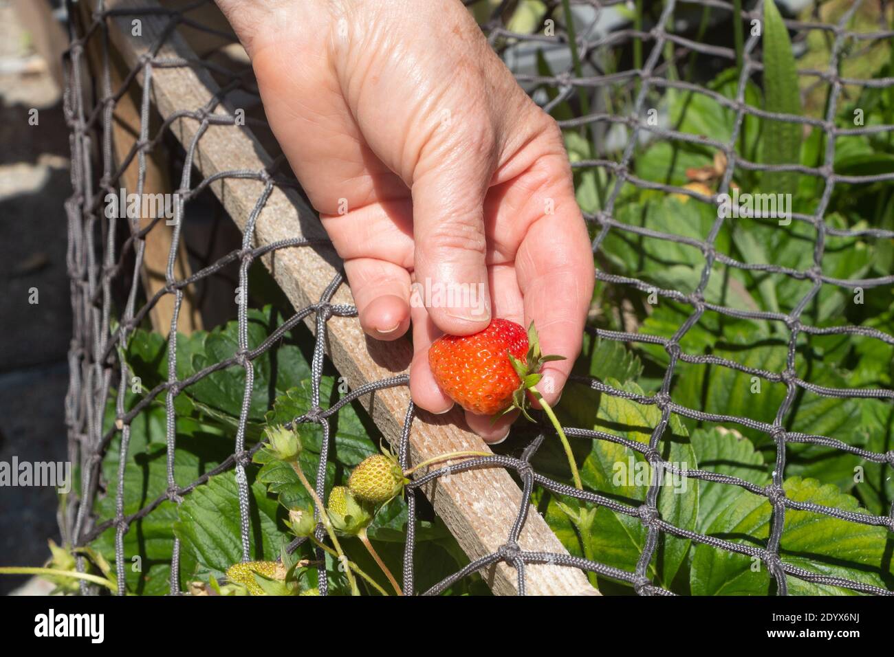 Pick strawberry in vegetable hi-res stock photography and images - Alamy