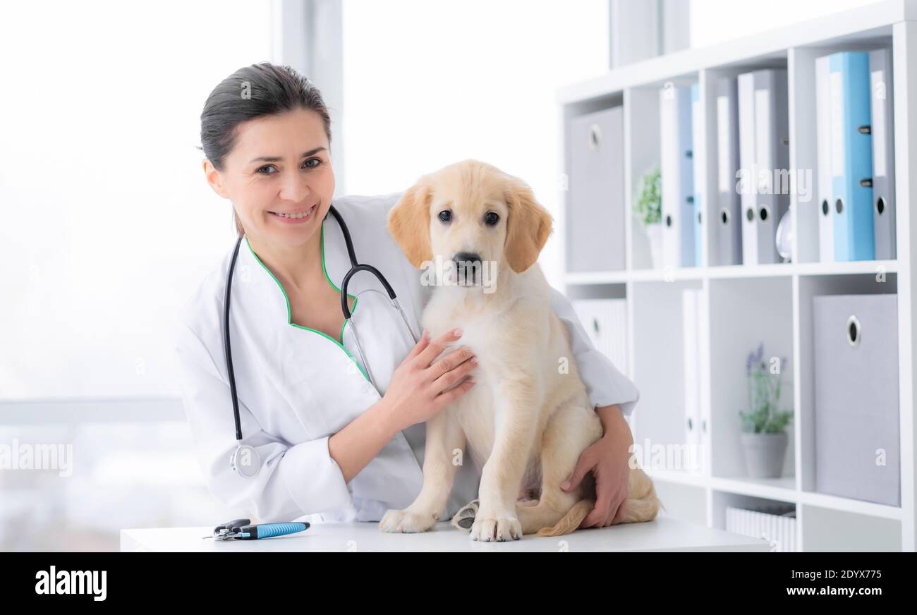 Cute dog examined by doctor at veterinary clinic Stock Photo Alamy