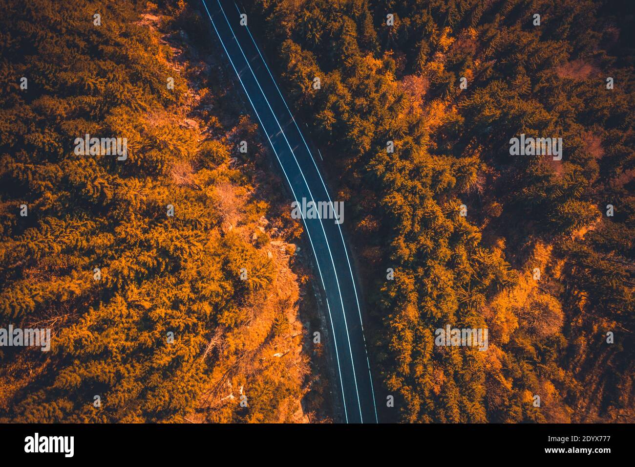 Top view of empty paved road going between autumn trees Stock Photo - Alamy