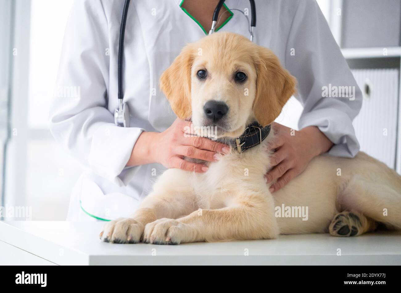 Lovely retriever dog in veterinary clinic Stock Photo Alamy
