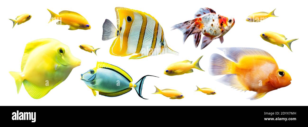 Coral reef Cut Out Stock Images & Pictures - Alamy