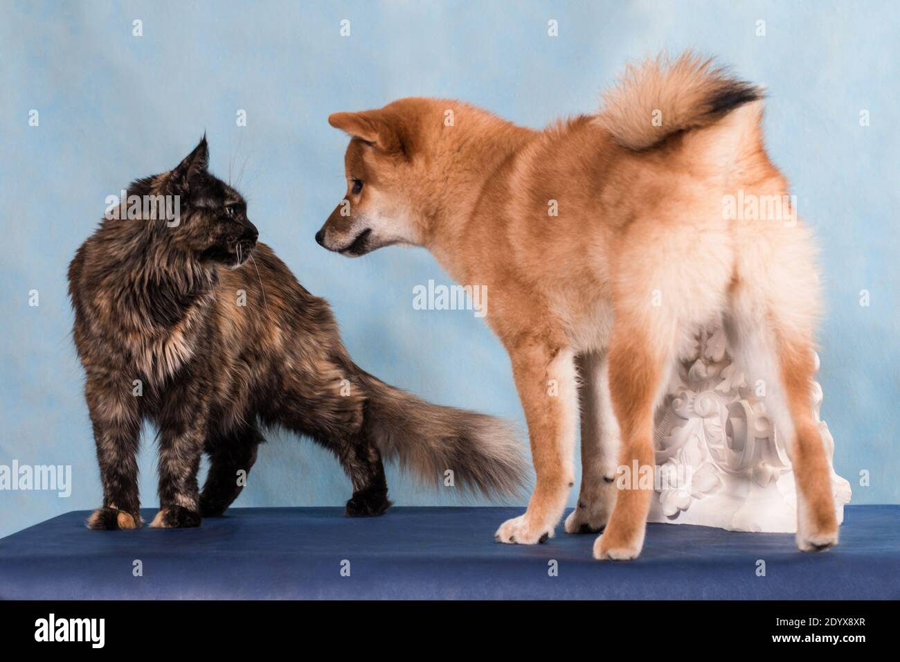 Red Japanese National Breed Shiba Inu Dog Meets Tortoiseshell Maine Coon Cat On Blue Background In Studio Indoors Horisontal Photo Stock Photo Alamy