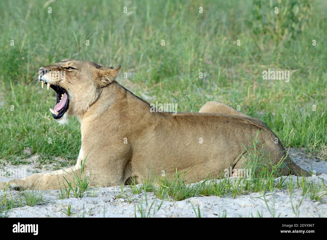 African Lioness (Panthera lio). Lying down in the open, head raised, yawning revealing a wide open mouth and jaws canine teeth and a rasping tongue. S Stock Photo